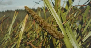 Лекарственное растение Аир болотный (Acorus calamus)