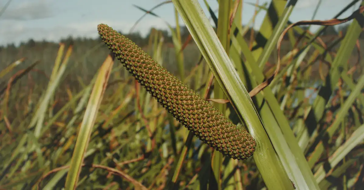 Лекарственное растение Аир болотный (Acorus calamus)