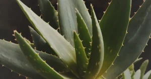 Лекарственное растение Алоэ вера