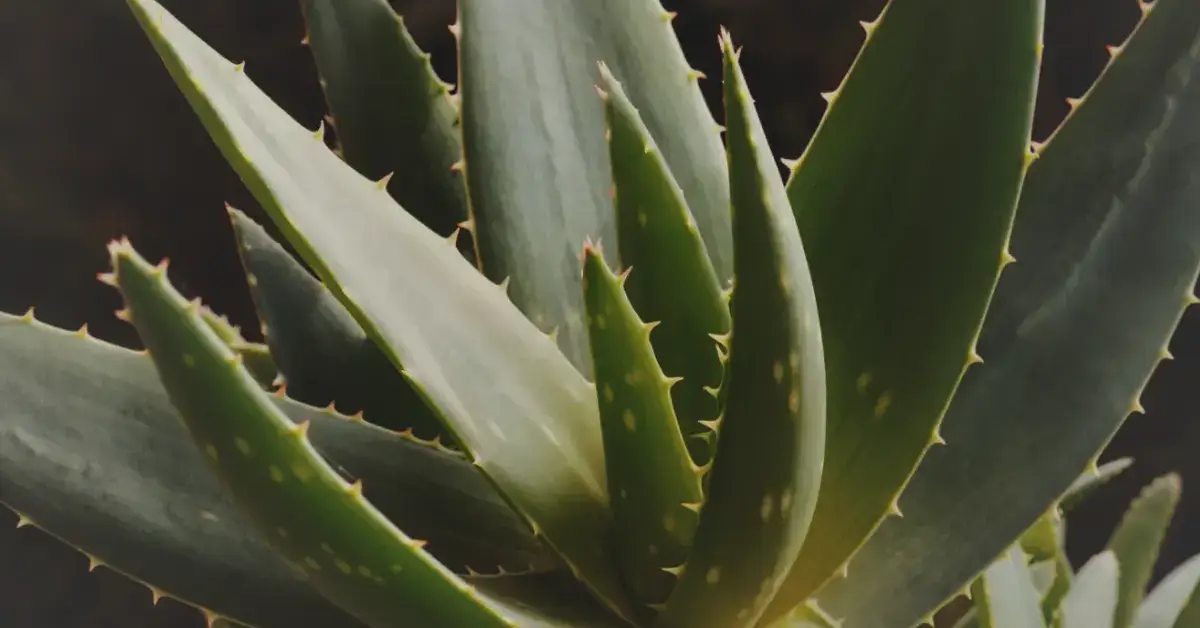 Лекарственное растение Алоэ вера