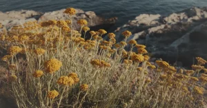 Лекарственное растение Бессмертник песчаный (Helichrysum arenarium)