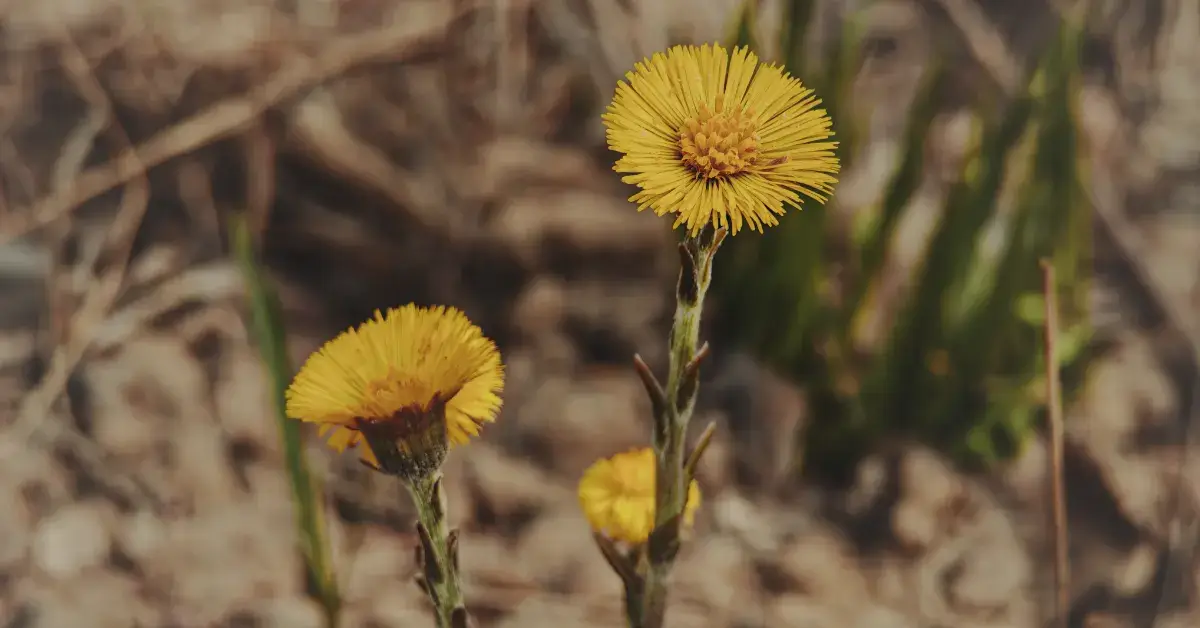 Лекарственное растение Мать-и-мачеха