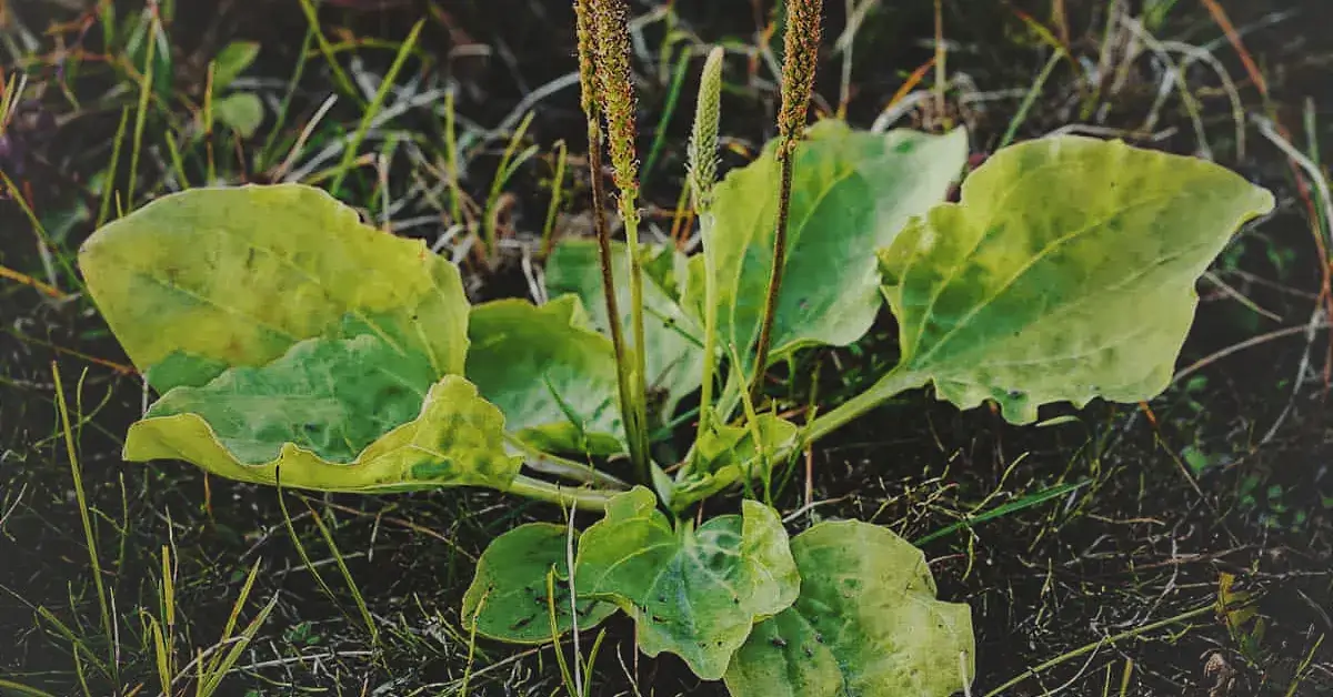 Лекарственное растение Подорожник
