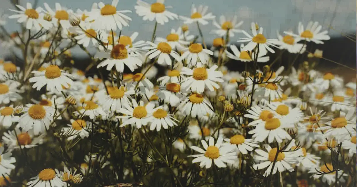 Лекарственное растение Ромашка аптечная