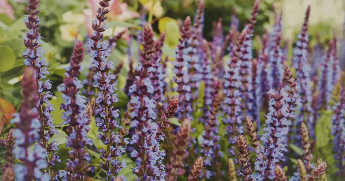 Лекарственное растение Шалфей