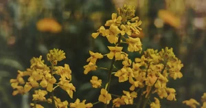 Лекарственное растение - Сурепка обыкновенная (Barbarea vulgaris)