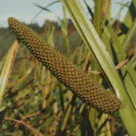 Лекарственное растение Аир болотный (Acorus calamus)