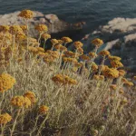 Лекарственное растение Бессмертник песчаный (Helichrysum arenarium)