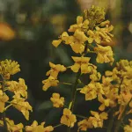 Лекарственное растение - Сурепка обыкновенная (Barbarea vulgaris)
